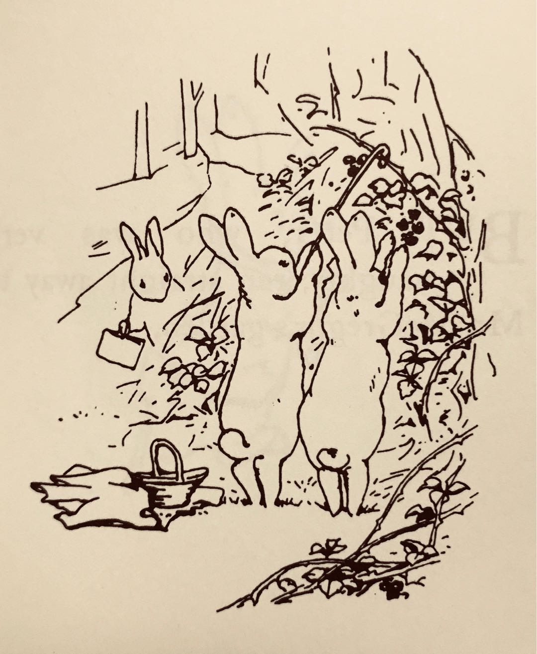 [笔记]比得兔的人设与发展（一）