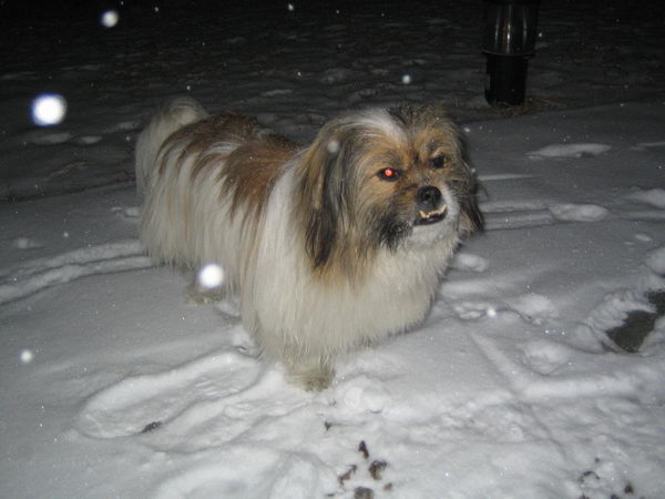 亨利在下雪天！